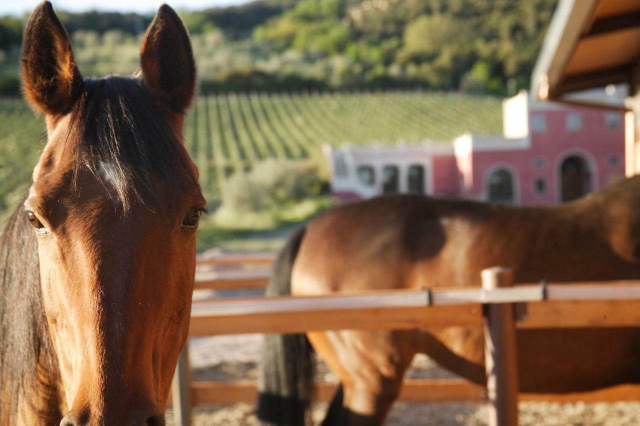Tenuta Il Sassone - Wine&Food Massa Marittima Dış mekan fotoğraf